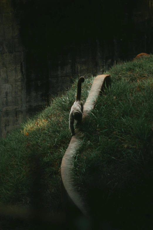 an animal walking along the grass near a wall