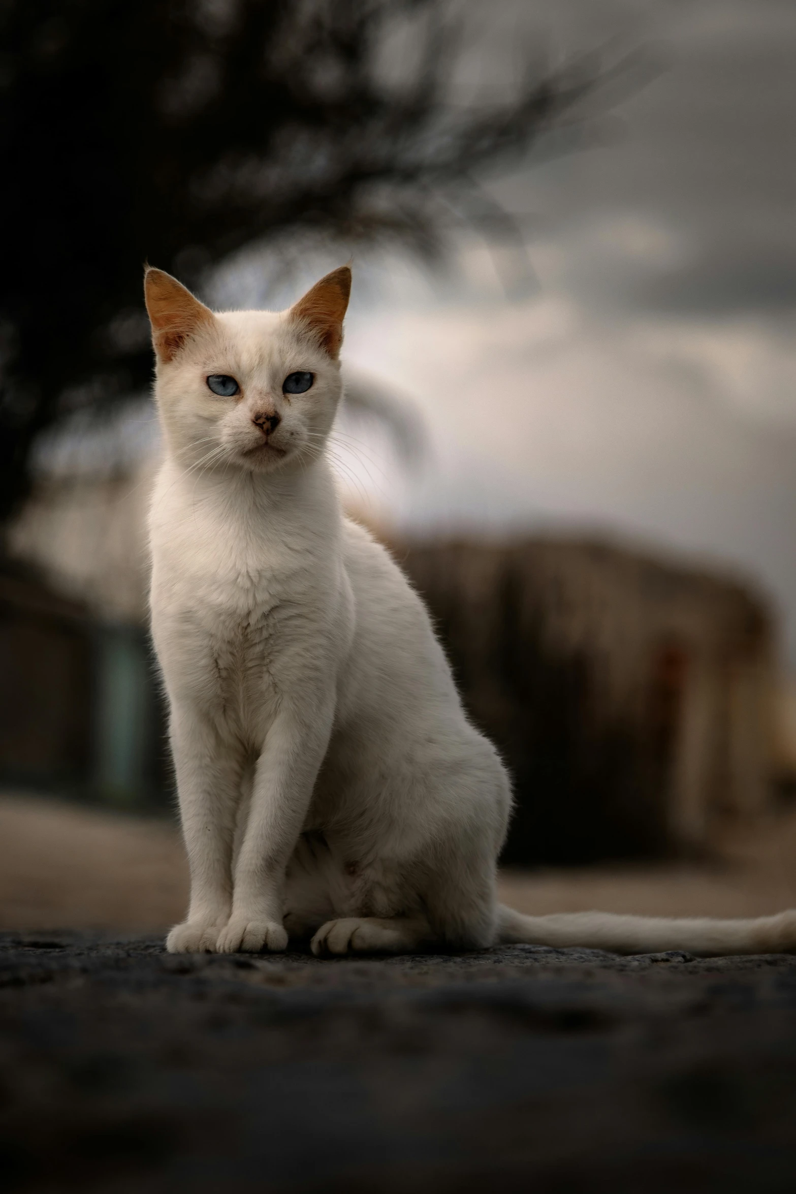 a white and brown kitten sitting on the ground