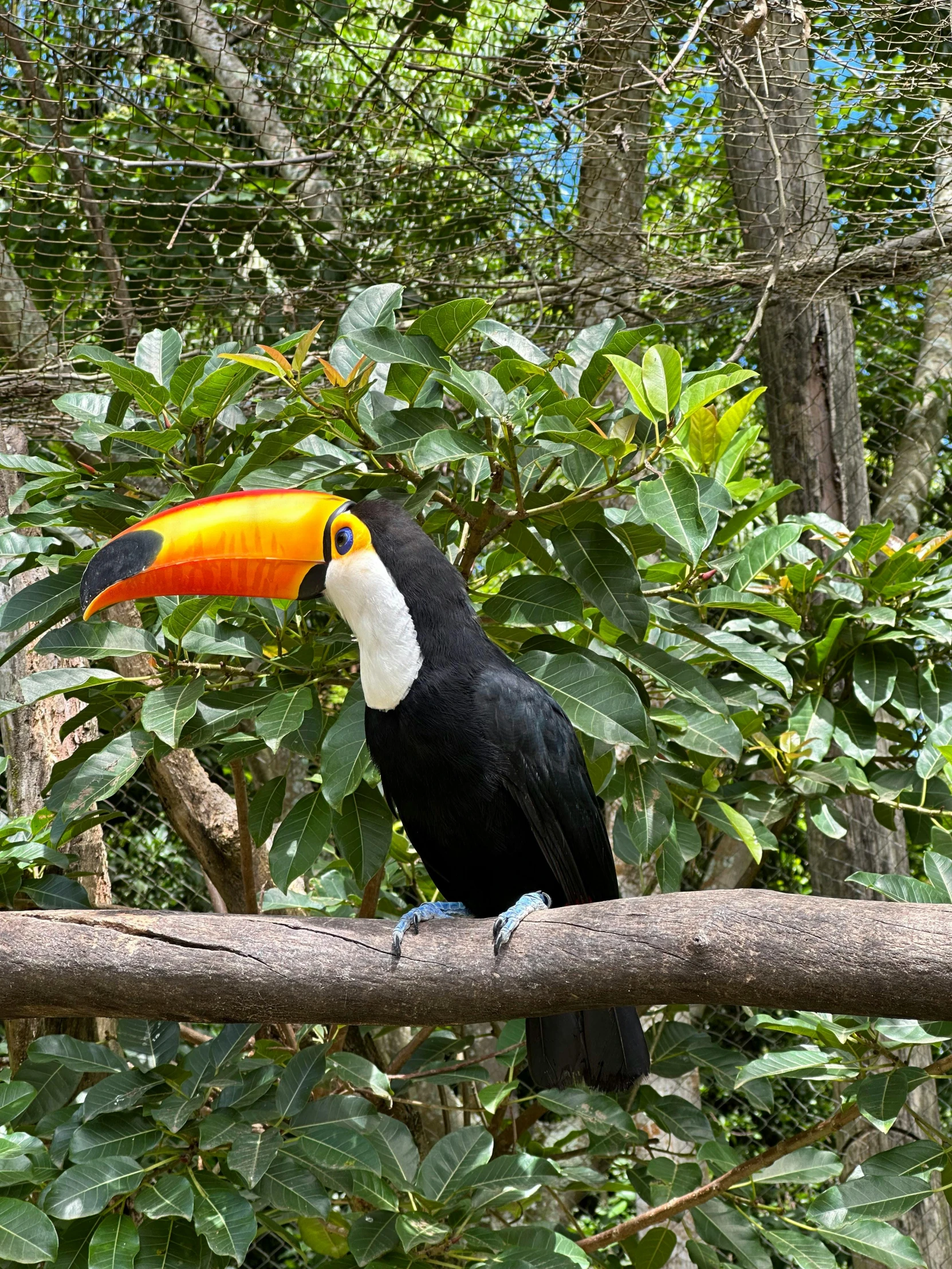 a brightly colored toucan bird sitting on a nch