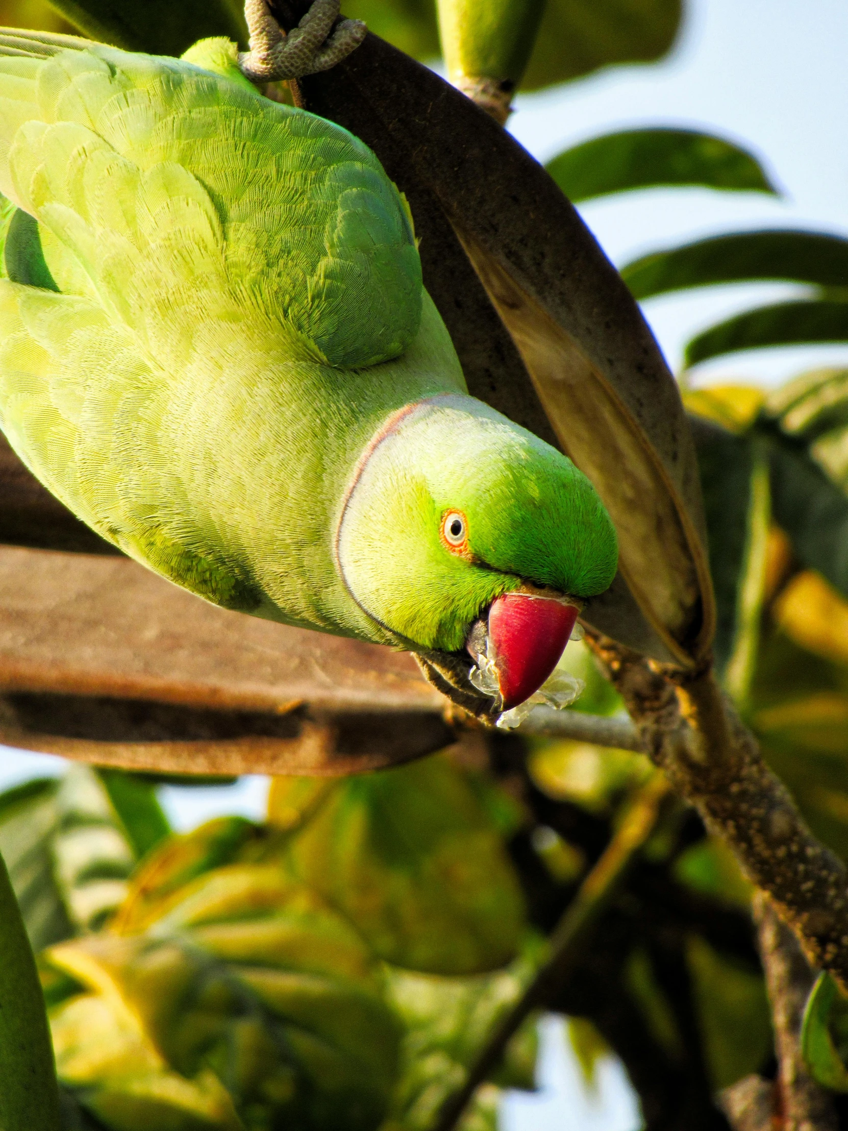 green parrot sitting on a tree nch looking around