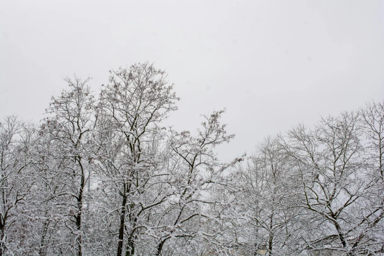 a person walking through a park under a white sky