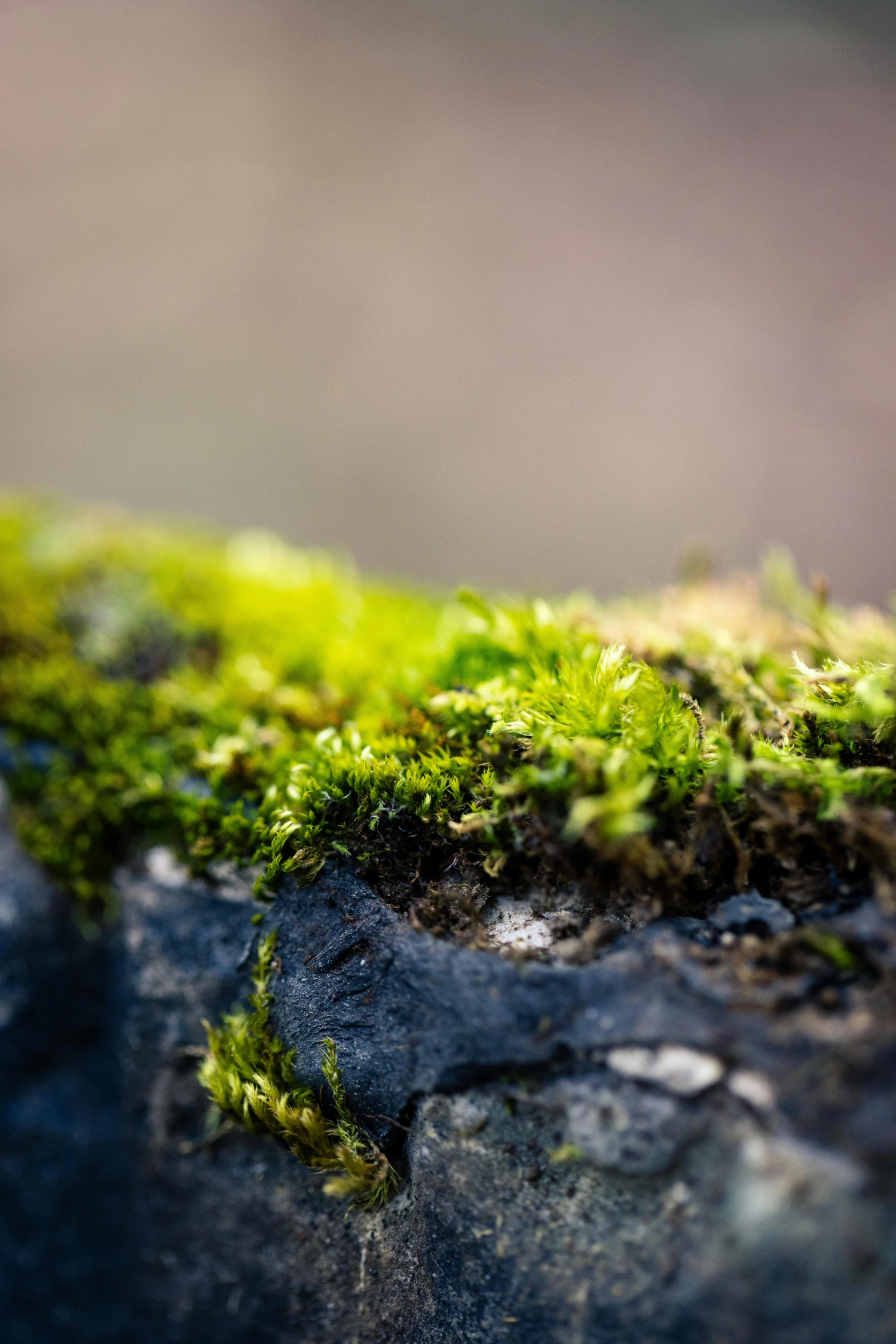 the surface of a large rock with small patches of moss