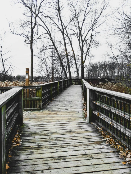 a wooden walkway leading to trees with no leaves on them