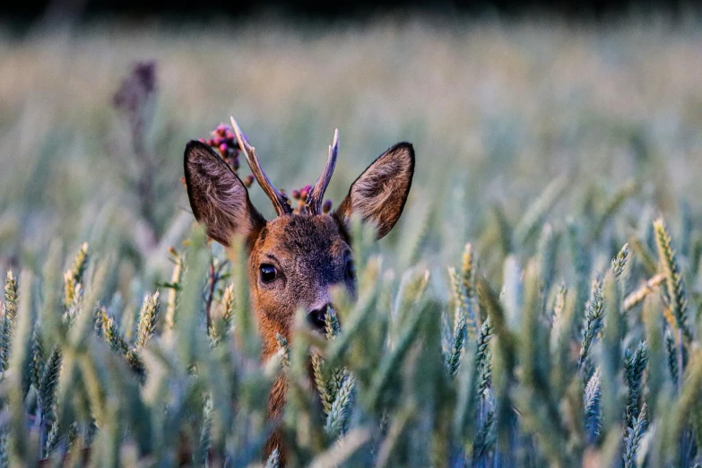 a small deer looking at the camera with tall grass around it