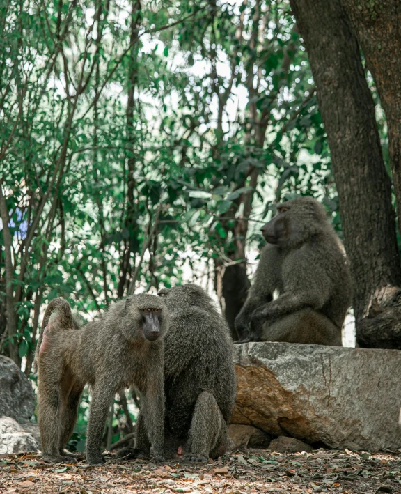 three monkeys standing around one another near the woods