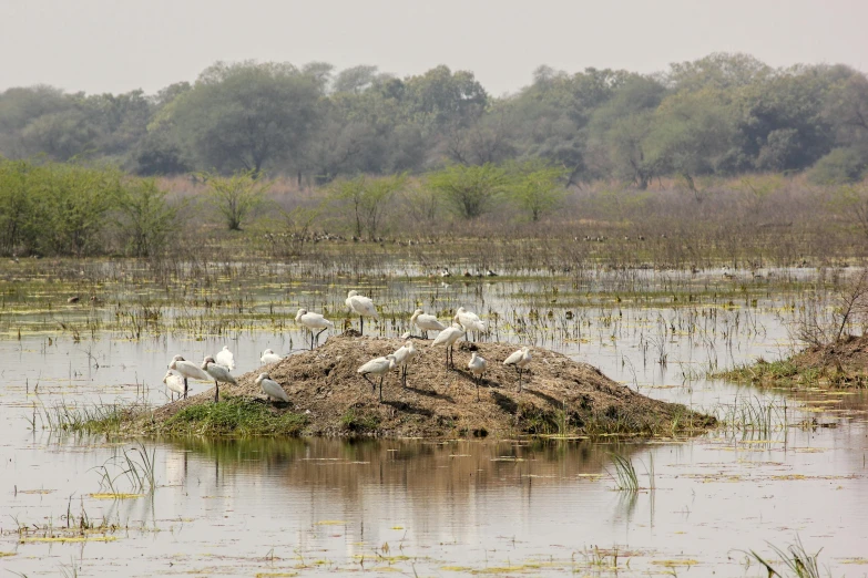 birds standing on a sand island in a swamp