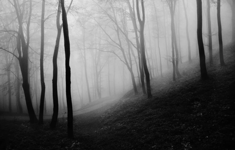 black and white landscape po with foggy forest