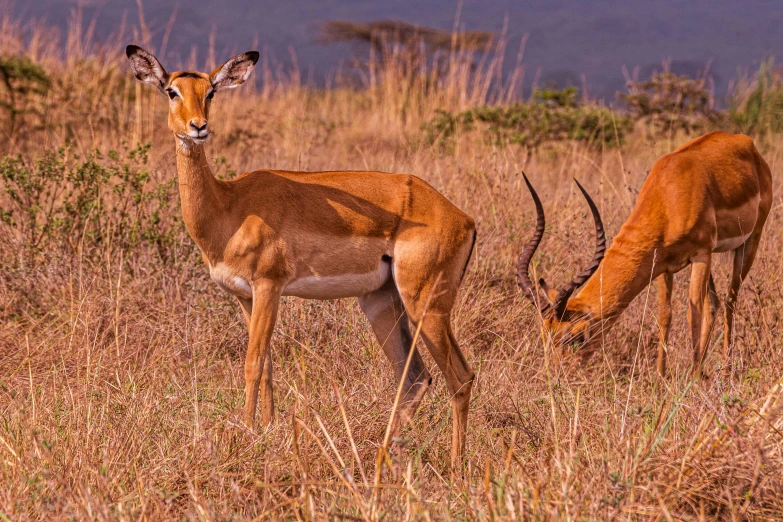 a gazelle and an antelope grazing in the tall grass