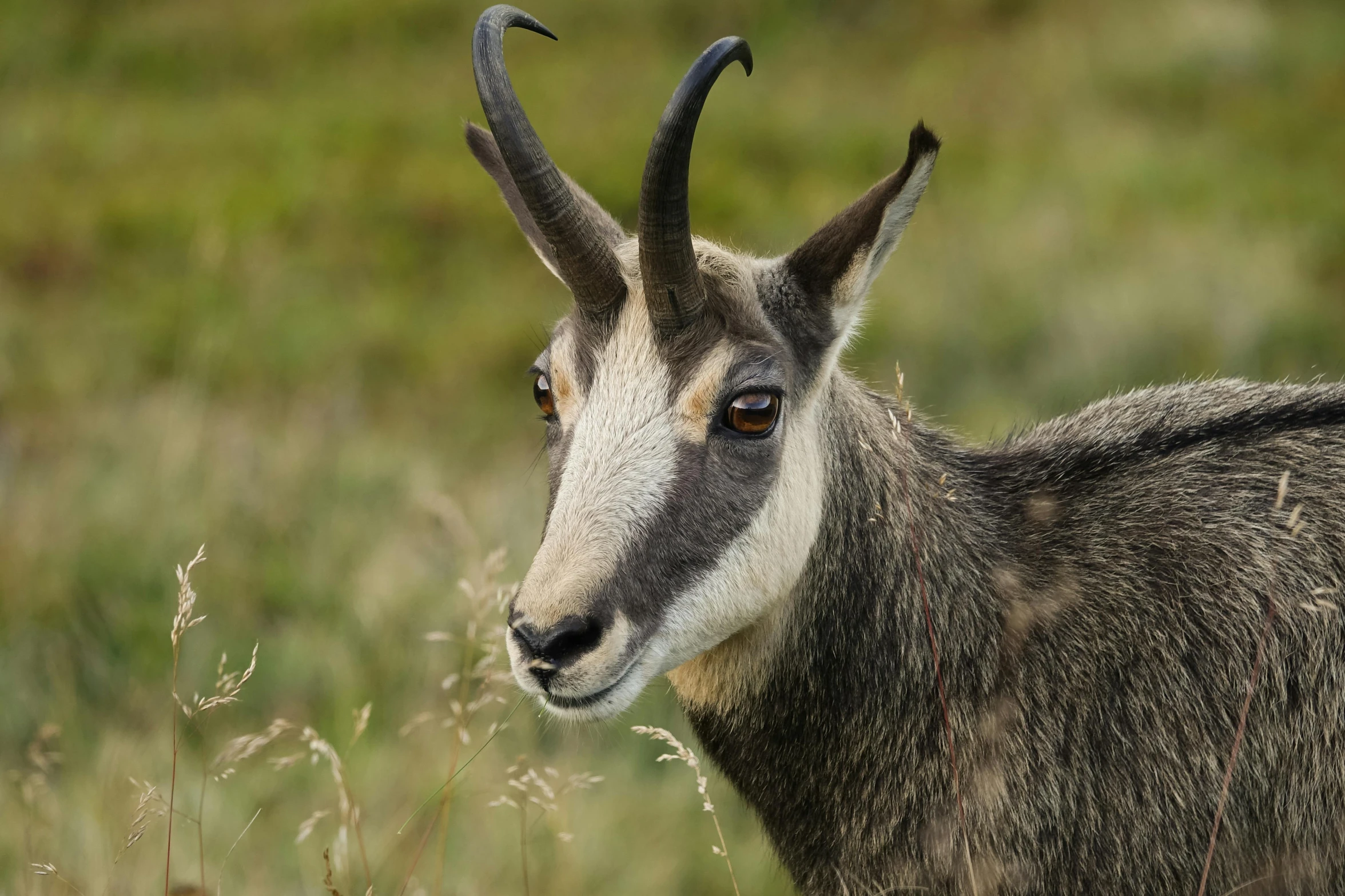 a goat is looking ahead while standing in the grass