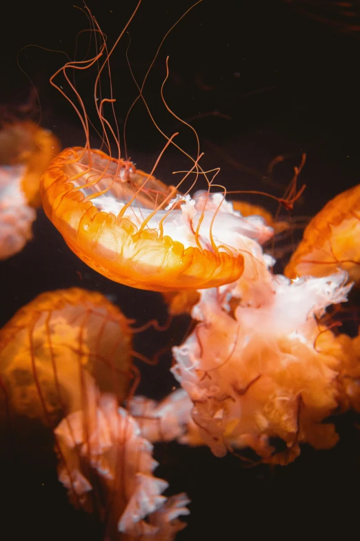 close up of a jelly fish with a yellow tentacles