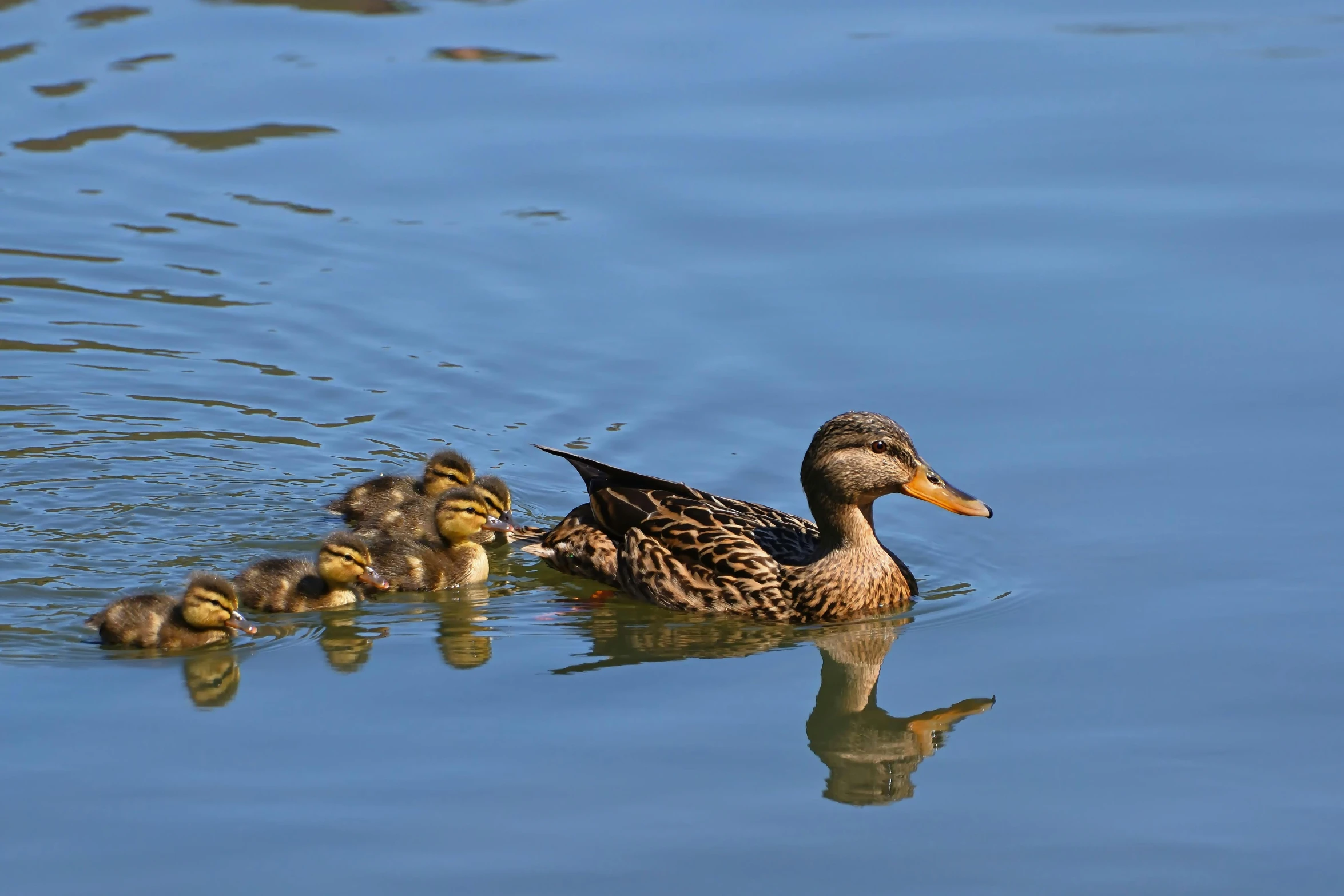 a mother duck is floating down and nursing her babies