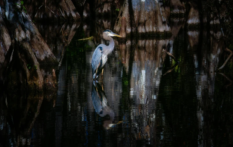 a bird is standing in the water near some trees