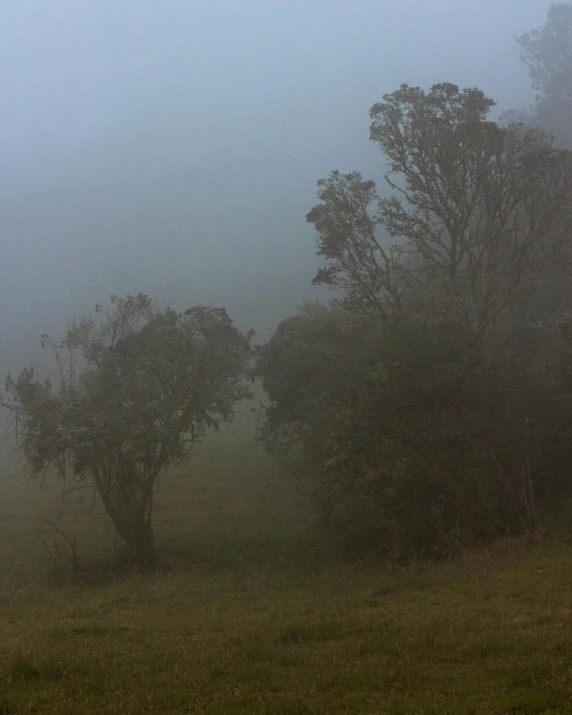 a field with grass and trees on a hazy day