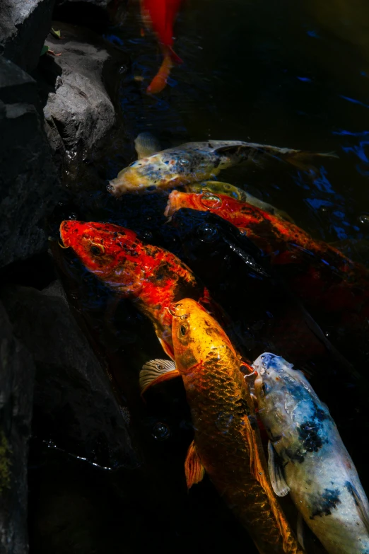 there are two fish in the pond near some rocks