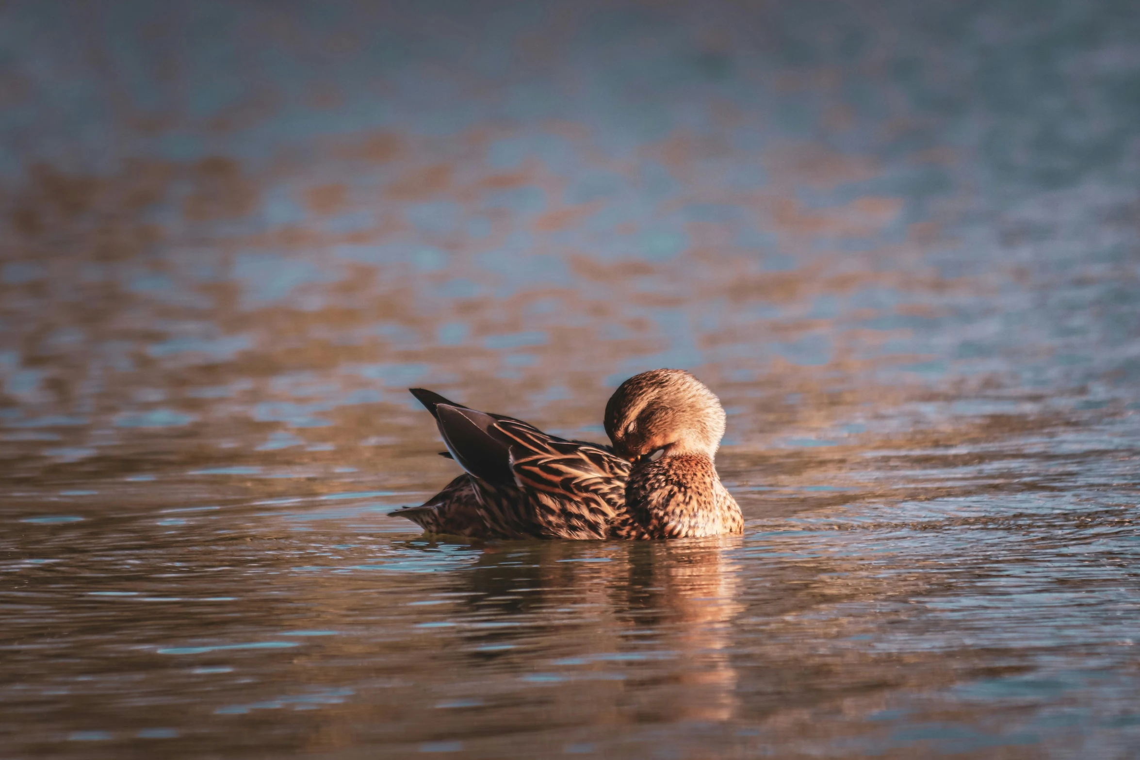 a duck swimming in a lake with water reflections