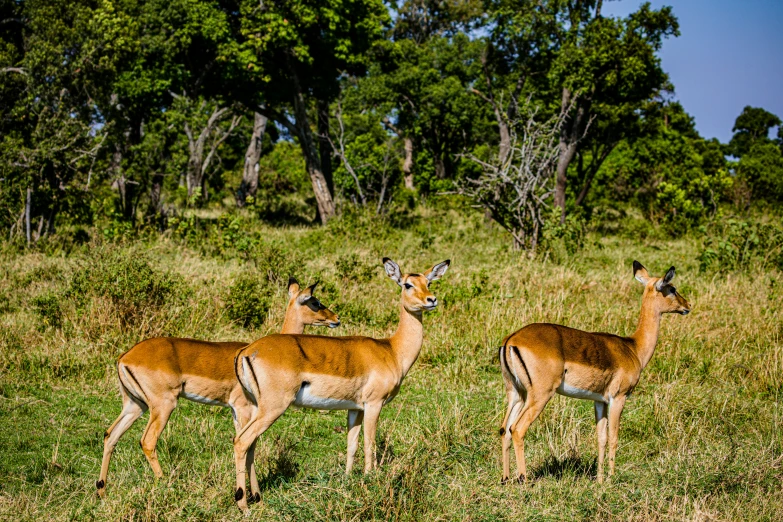 three deer standing next to each other in a grass field