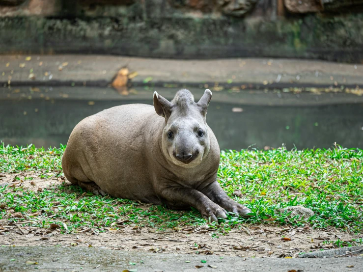 a small, fat, gray animal is laying on the ground