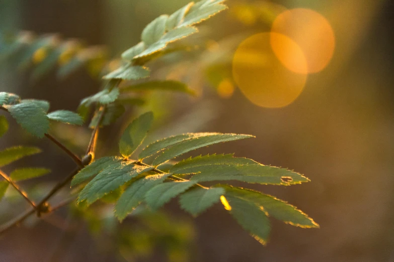 a bright sun shining behind some green leaves