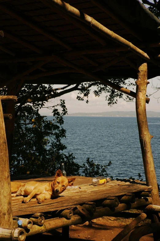 a brown dog lying under an overhang in front of the ocean
