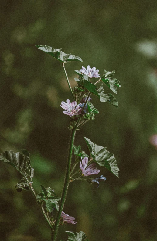 a small pink flower that is very large