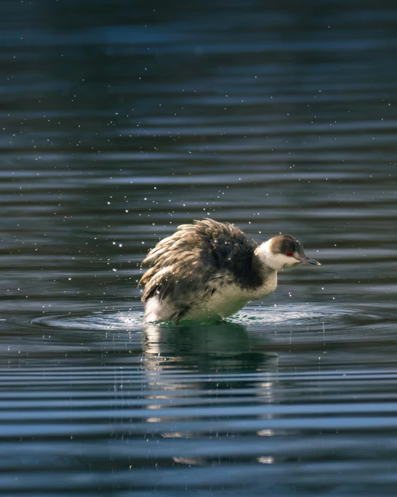 the small bird has his head in the water