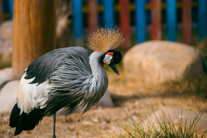 the bird is standing alone in the dirt