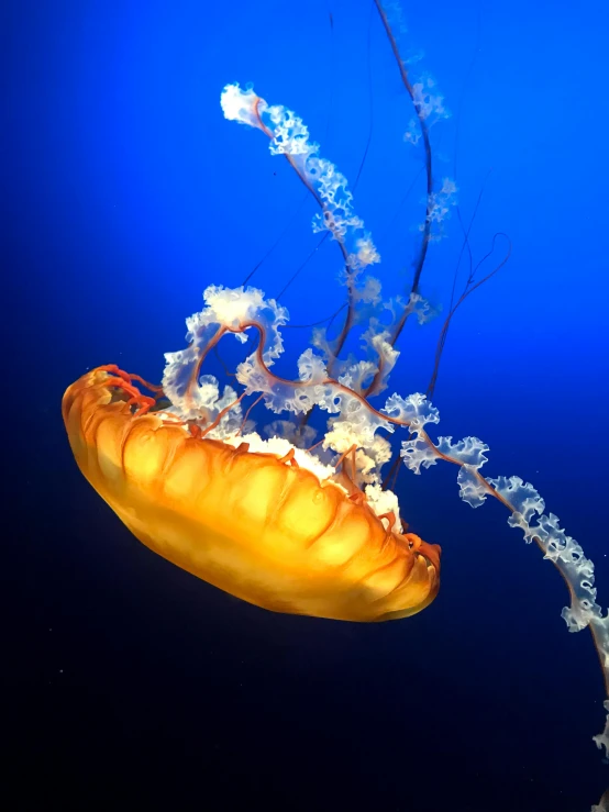 an underwater view of an orange jellyfish on blue water