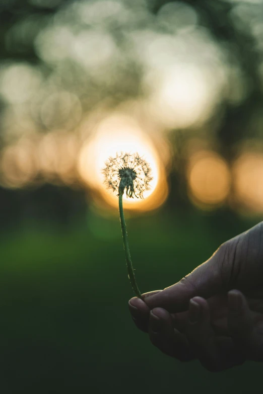 a person is holding a small flower on top of the grass