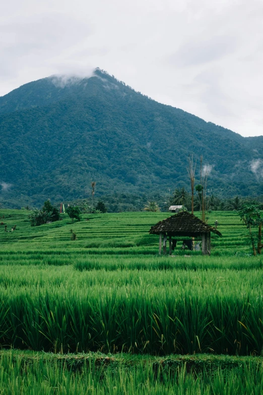 green fields with small buildings in front of mountain