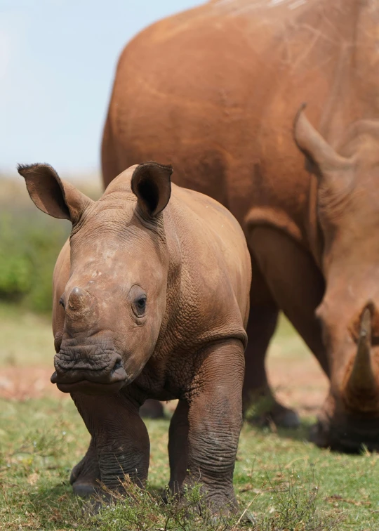 a large brown rhino with small white rhino in front