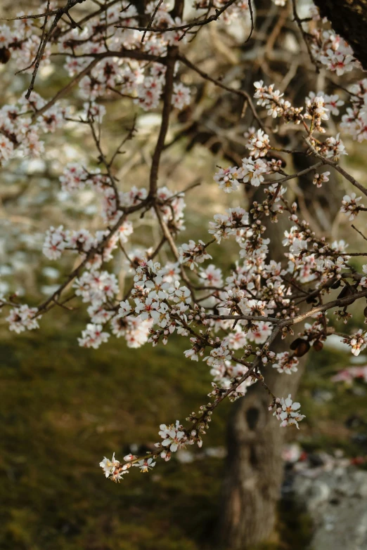 the nch of a tree that looks like it has been blossoming