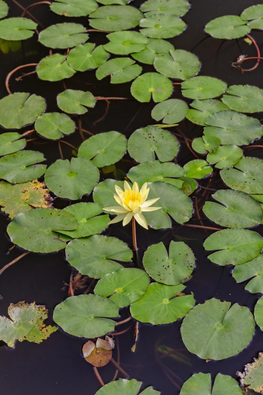 a yellow flower that is floating in some water