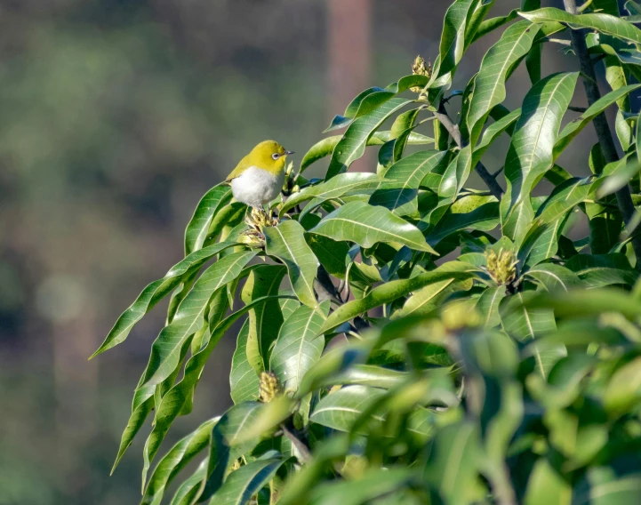 a small bird is sitting on a tree limb