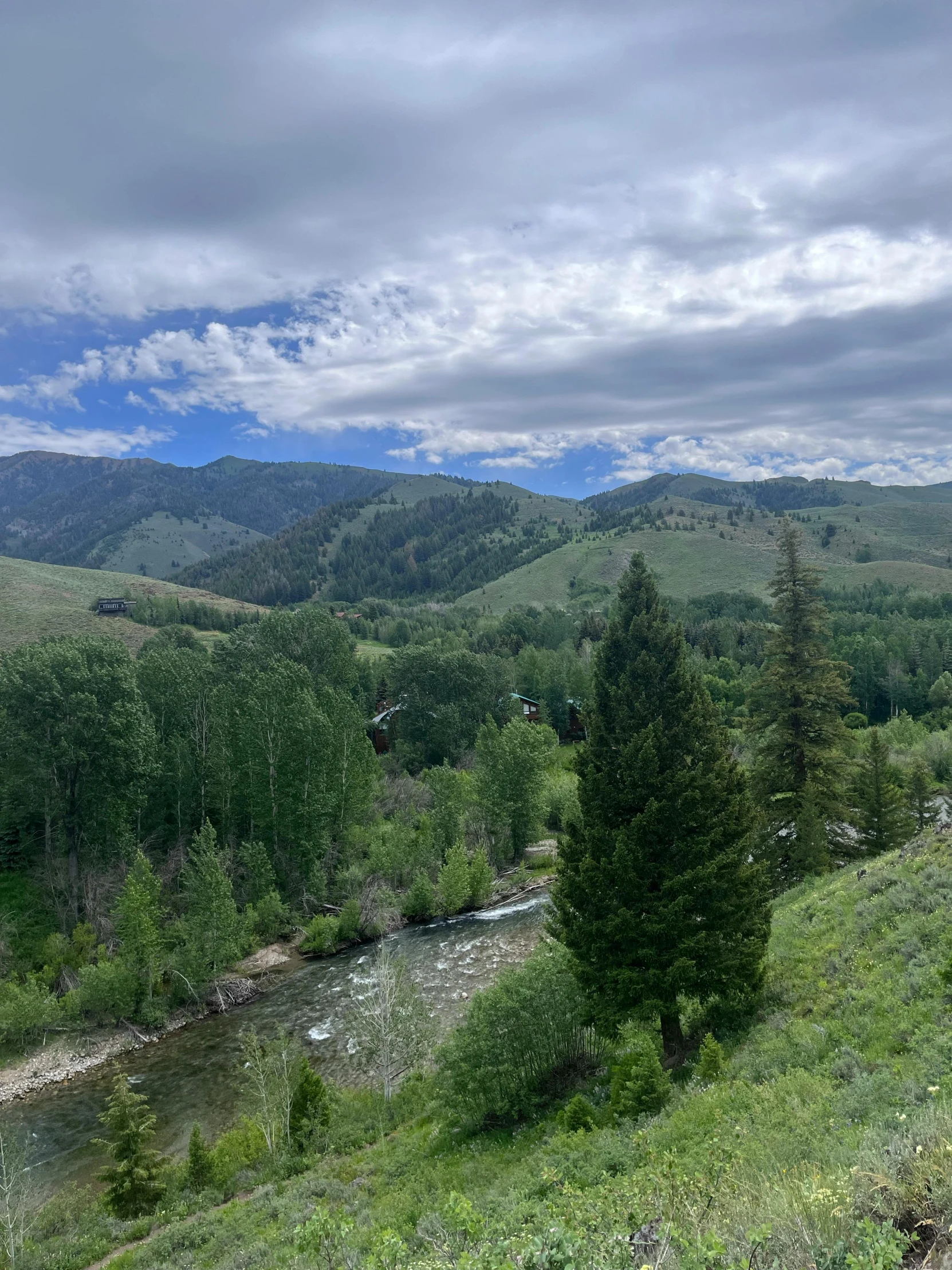 trees on a hill overlooking a small river