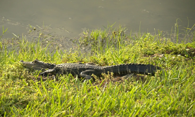 an alligator lies in the tall grass near water