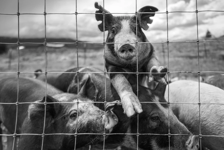 a small pig sits on the back of several others