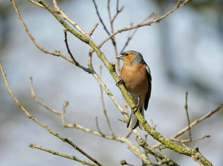 a small bird perched on top of a tree nch