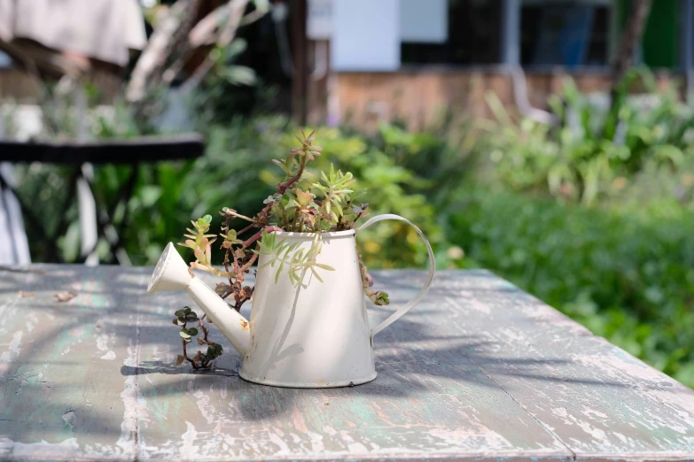 there is a white pot with small plants inside on a table