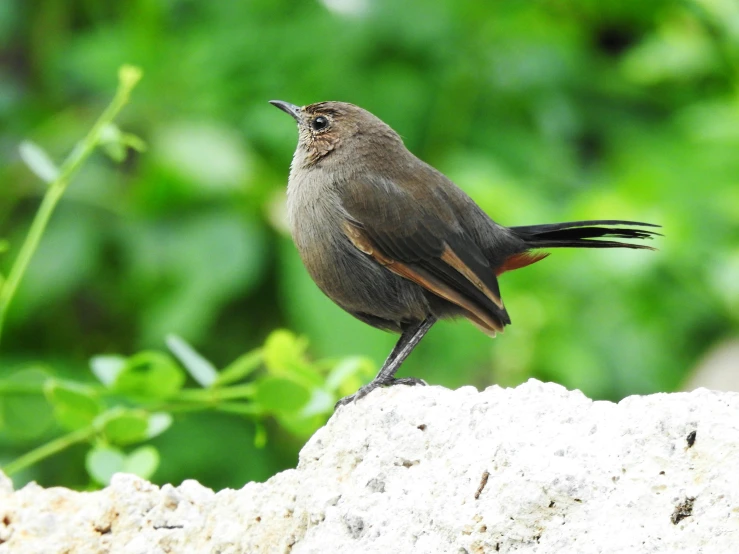 a bird perched on a rock with a green background