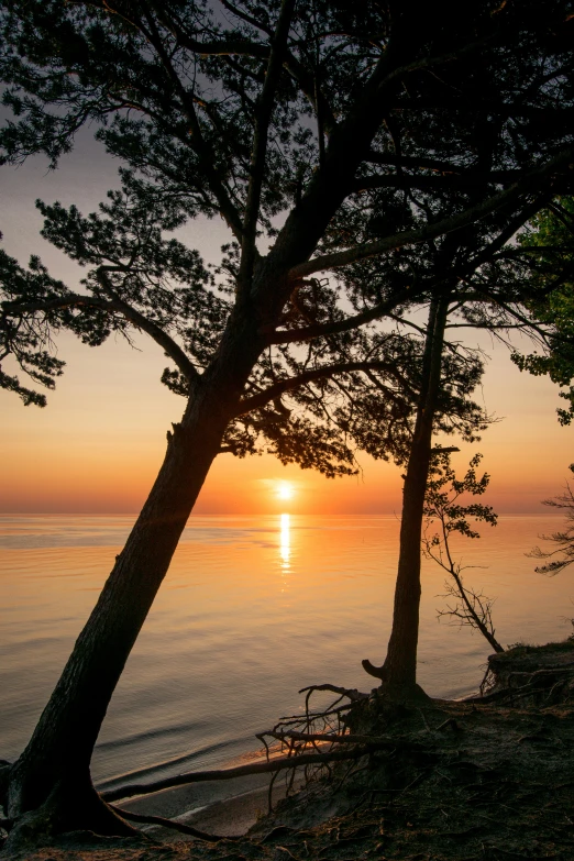 trees on the shore and the sun setting behind them