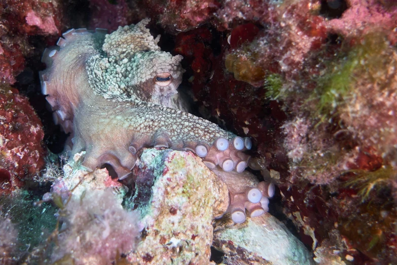 an octo is laying under some soft coral