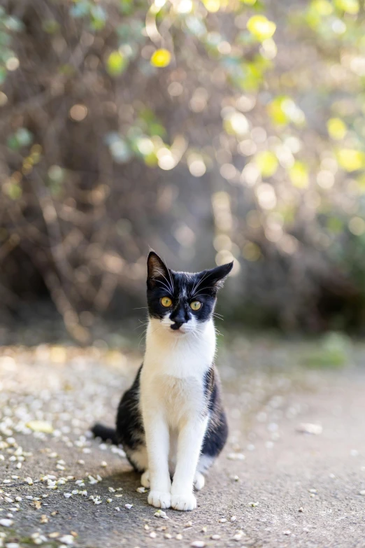 a small black and white cat sits on the road