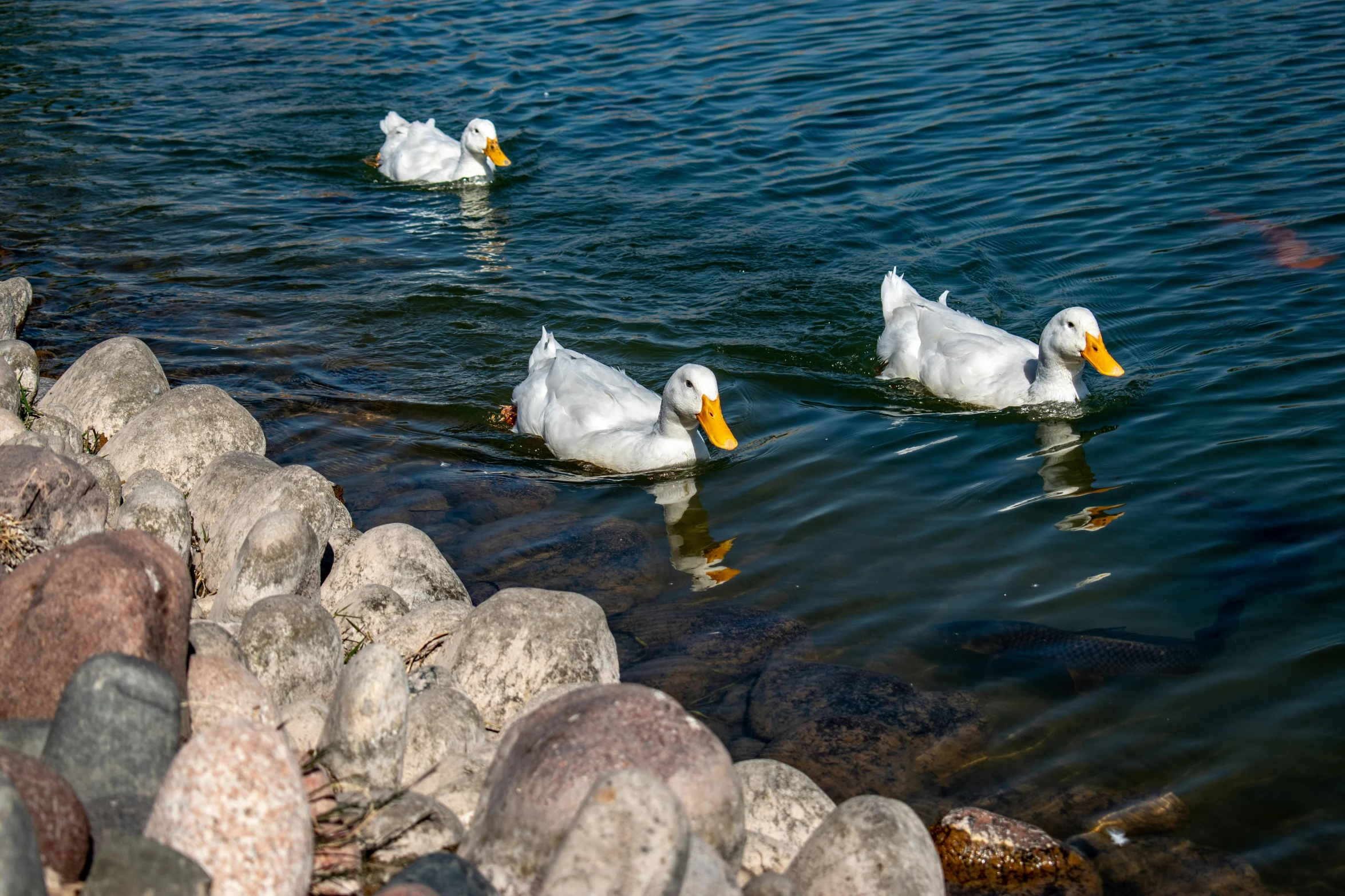 three ducks are swimming around in the water