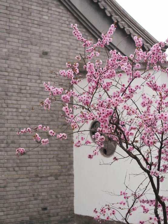 flowers on the nches of an oriental tree