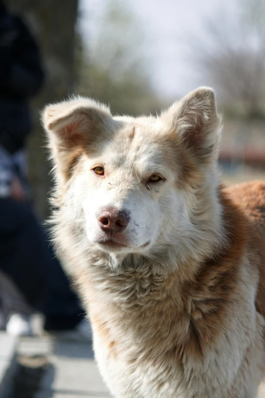 a dog is looking directly into the camera lens