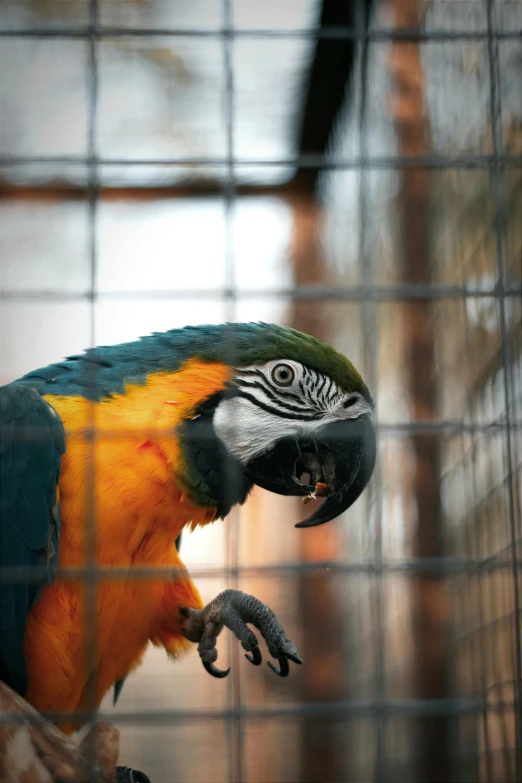 a parrot sitting on the nch of a cage