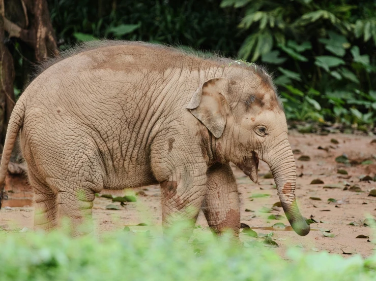 an elephant with long tusks walks among foliage