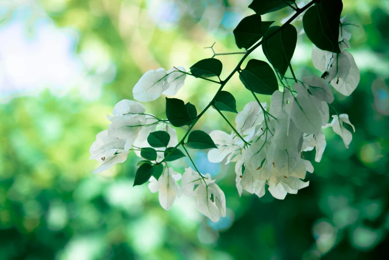 a nch with white flowers on a tree