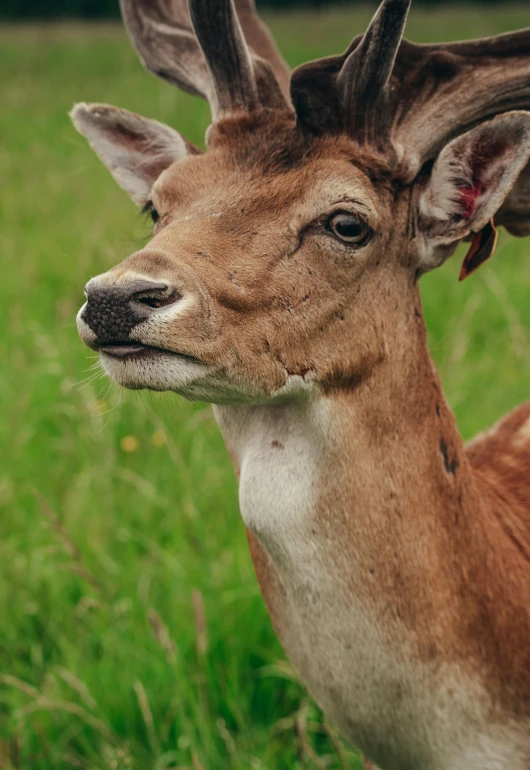 a deer is standing in the middle of some green grass