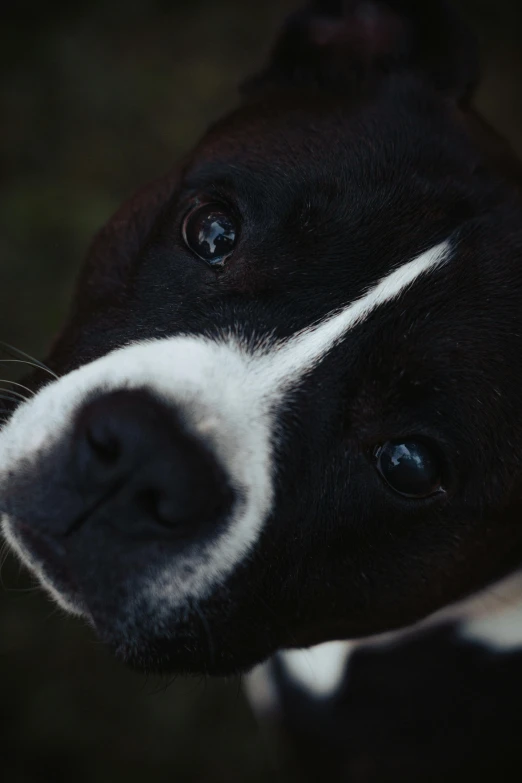 there is a close up view of a dog looking to its right